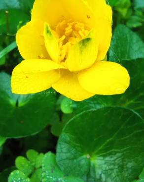 Fotografia 18 da espécie Caltha palustris no Jardim Botânico UTAD