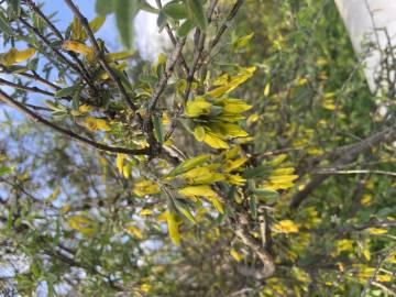 Fotografia da espécie Anagyris foetida