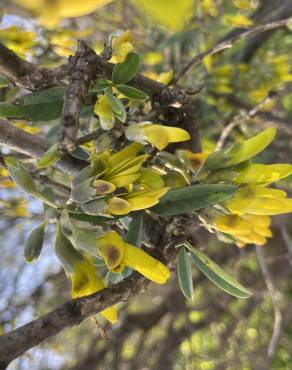 Fotografia 3 da espécie Anagyris foetida no Jardim Botânico UTAD