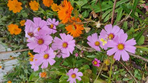 Fotografia da espécie Calendula officinalis