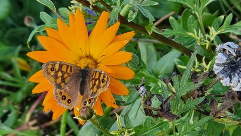 Fotografia da espécie Calendula officinalis