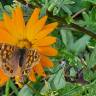 Fotografia 17 da espécie Calendula officinalis do Jardim Botânico UTAD