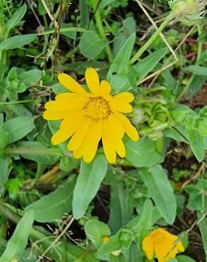 Fotografia 18 da espécie Calendula officinalis no Jardim Botânico UTAD