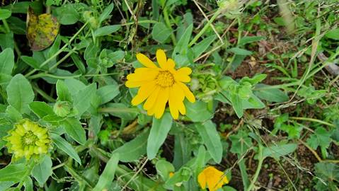 Fotografia da espécie Calendula officinalis