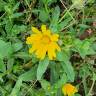 Fotografia 18 da espécie Calendula officinalis do Jardim Botânico UTAD