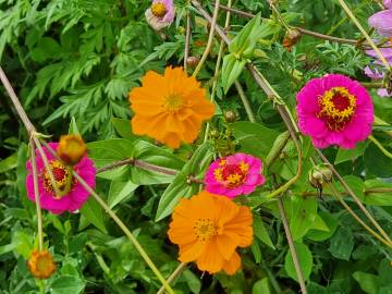 Fotografia da espécie Calendula officinalis