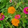 Fotografia 19 da espécie Calendula officinalis do Jardim Botânico UTAD