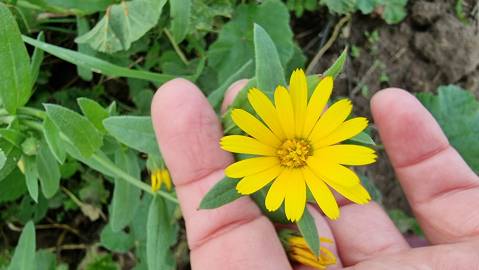 Fotografia da espécie Calendula officinalis