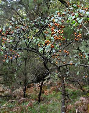 Fotografia 10 da espécie Pyrus cordata no Jardim Botânico UTAD