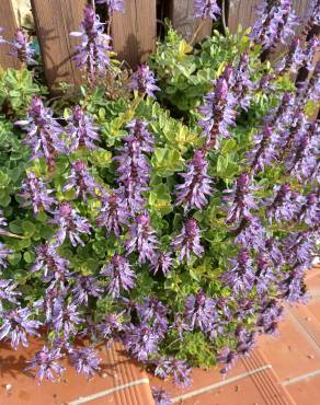 Fotografia 8 da espécie Plectranthus caninus no Jardim Botânico UTAD