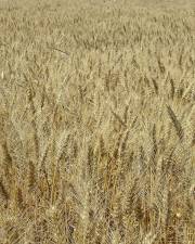 Fotografia da espécie Triticum durum