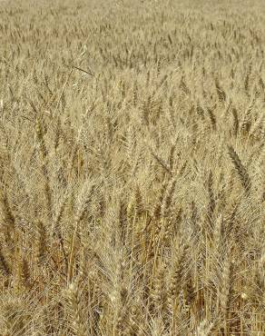 Fotografia 1 da espécie Triticum durum no Jardim Botânico UTAD