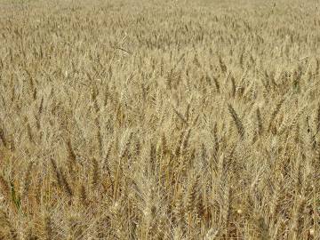 Fotografia da espécie Triticum durum