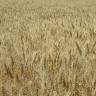 Fotografia 1 da espécie Triticum durum do Jardim Botânico UTAD