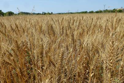 Fotografia da espécie Triticum durum