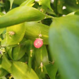 Fotografia da espécie Ruscus hypophyllum