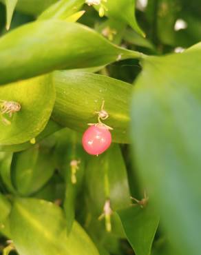 Fotografia 8 da espécie Ruscus hypophyllum no Jardim Botânico UTAD