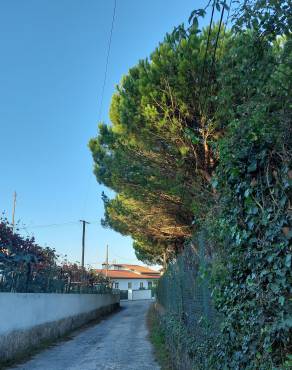 Fotografia 14 da espécie Pinus pinea no Jardim Botânico UTAD