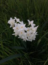 Fotografia da espécie Narcissus papyraceus