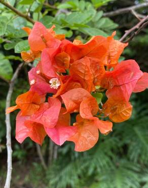 Fotografia 12 da espécie Bougainvillea glabra no Jardim Botânico UTAD