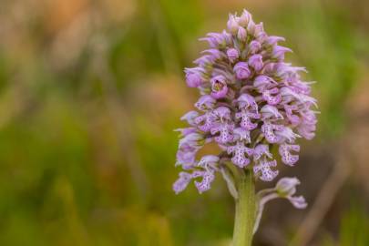 Fotografia da espécie Neotinea tridentata subesp. conica