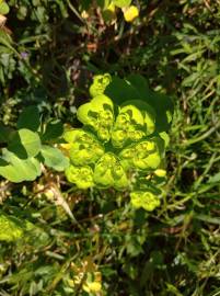 Fotografia da espécie Euphorbia helioscopia subesp. helioscopia