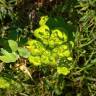 Fotografia 15 da espécie Euphorbia helioscopia subesp. helioscopia do Jardim Botânico UTAD