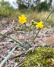 Fotografia da espécie Narcissus scaberulus