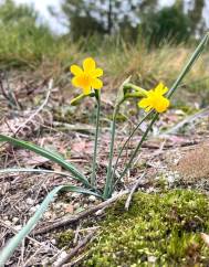 Narcissus scaberulus subesp. scaberulus