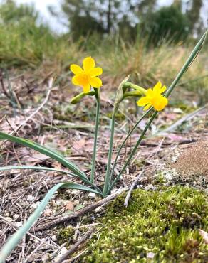 Fotografia 1 da espécie Narcissus scaberulus subesp. scaberulus no Jardim Botânico UTAD