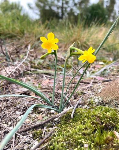 Fotografia de capa Narcissus scaberulus subesp. scaberulus - do Jardim Botânico