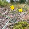 Fotografia 1 da espécie Narcissus scaberulus subesp. scaberulus do Jardim Botânico UTAD