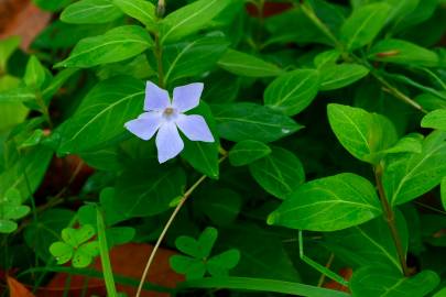 Fotografia da espécie Vinca difformis subesp. difformis