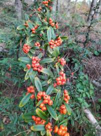 Fotografia da espécie Pyracantha coccinea