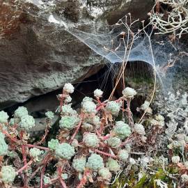 Fotografia da espécie Sedum hirsutum