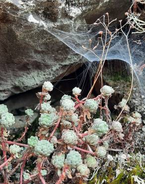 Fotografia 17 da espécie Sedum hirsutum no Jardim Botânico UTAD