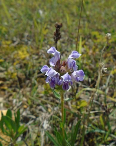 Fotografia de capa Prunella hyssopifolia - do Jardim Botânico