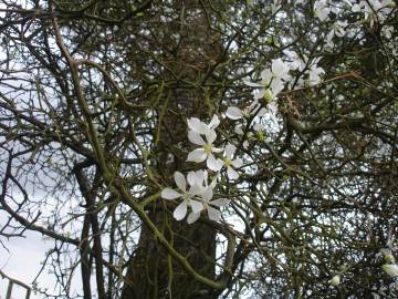 Fotografia da espécie Citrus trifoliata