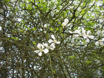 Fotografia da espécie Citrus trifoliata