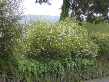 Fotografia da espécie Citrus trifoliata