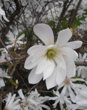 Fotografia 14 da espécie Magnolia stellata no Jardim Botânico UTAD