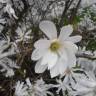 Fotografia 14 da espécie Magnolia stellata do Jardim Botânico UTAD