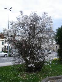 Fotografia da espécie Magnolia stellata