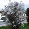 Fotografia 15 da espécie Magnolia stellata do Jardim Botânico UTAD
