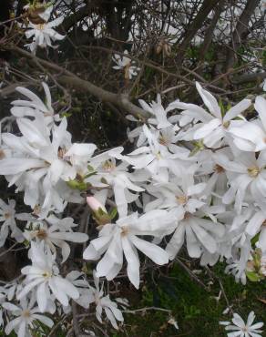 Fotografia 16 da espécie Magnolia stellata no Jardim Botânico UTAD