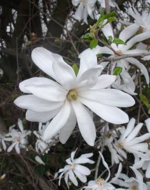 Fotografia 17 da espécie Magnolia stellata no Jardim Botânico UTAD
