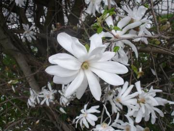 Fotografia da espécie Magnolia stellata