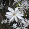 Fotografia 17 da espécie Magnolia stellata do Jardim Botânico UTAD