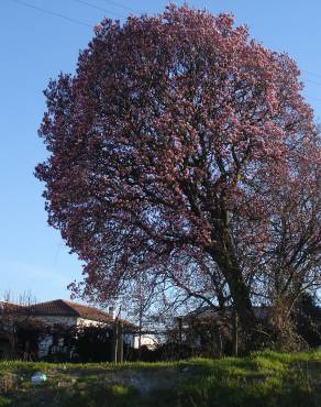 Fotografia 13 da espécie Magnolia x soulangeana no Jardim Botânico UTAD