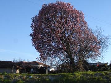 Fotografia da espécie Magnolia x soulangeana